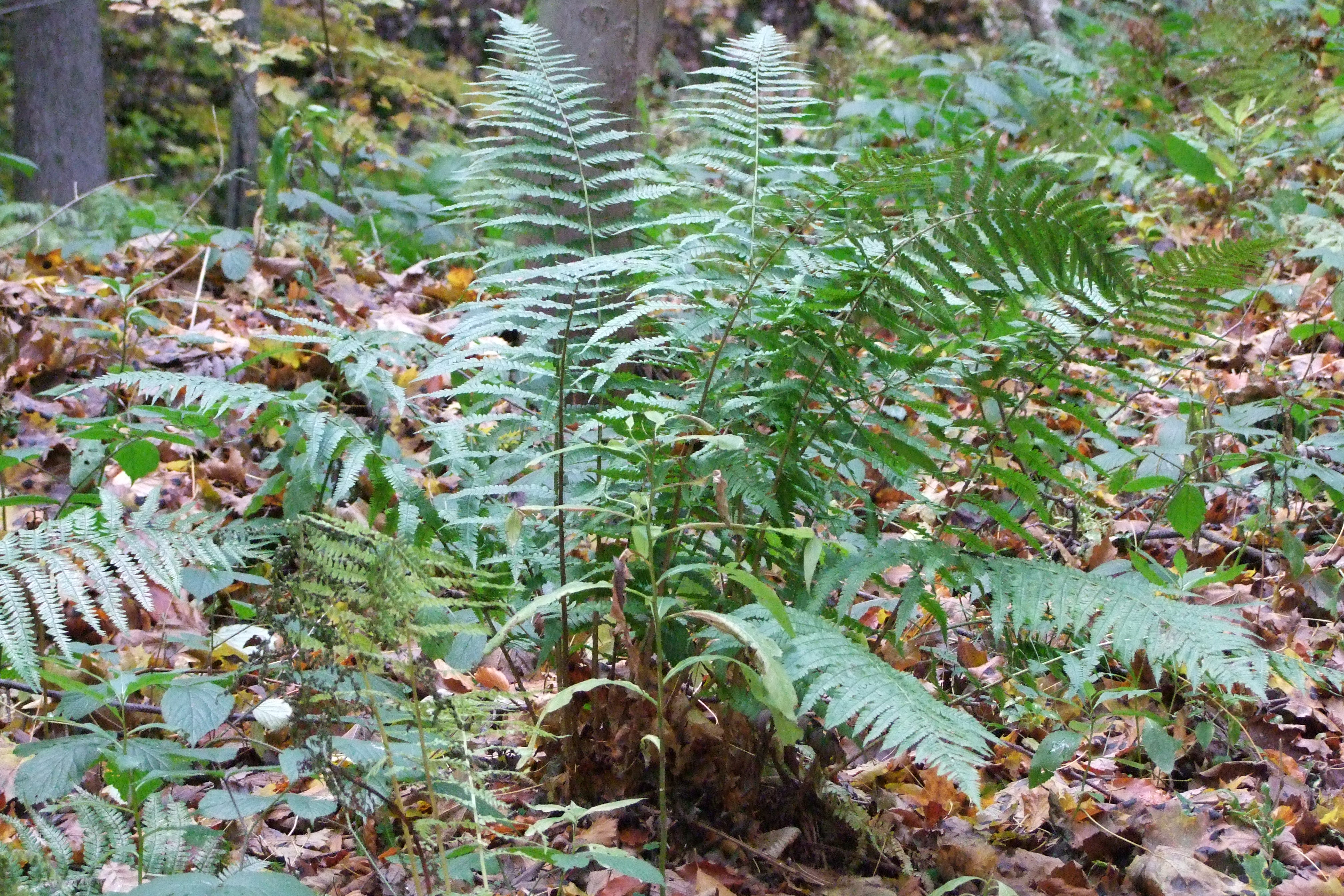 DSCF4826